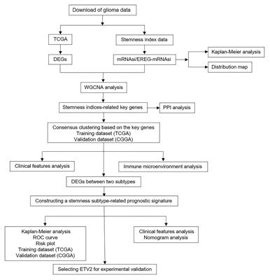 Molecular Subtypes Based on the Stemness Index Predict Prognosis in Glioma Patients